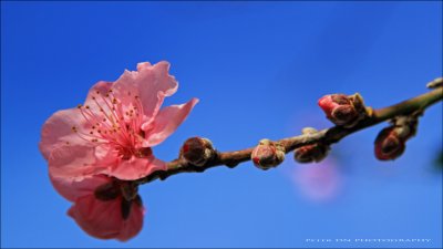 IMG_3079.jpg