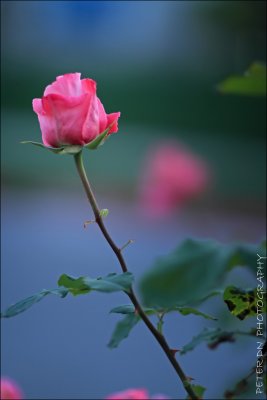 IMG_4405.jpg
