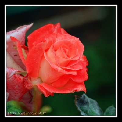 IMG_4776.jpg
