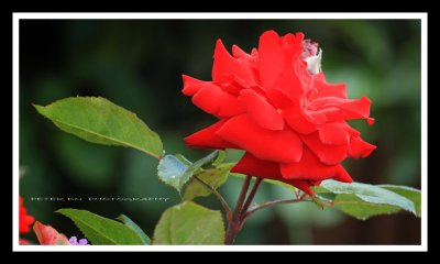 IMG_4790.jpg