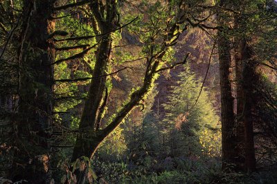 Last of the Light - Prairie Creek Redwoods - California