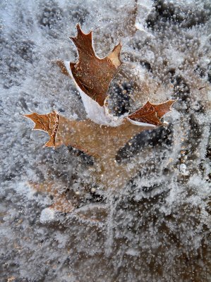 Frozen Leaf - My Pond  - Wisconsin