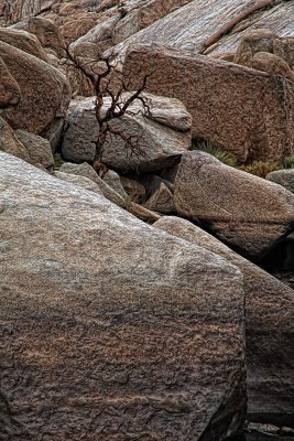 Tree and Rocks - Joshua Tree National Park