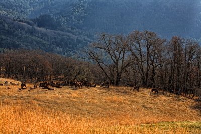 Bald Hills Elk - Northern Coastal Hills, California