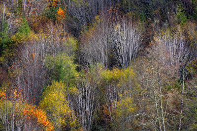 Late Fall Trees - Smith River, Oregon
