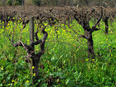 Old Vines - St. Helena, California