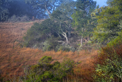 Misty Morning in Coleman Valley - Sonama County, California