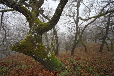 Oak in Fog -  Sonoma Co, California