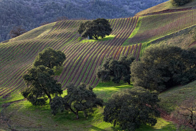 Vineyard  - Rockpile Appellation - Sonoma County, California