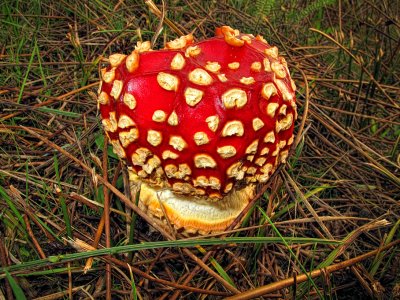 Mushroom - Newport, Oregon