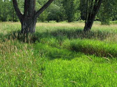 Two Trees  in Grasses - Wisconsin