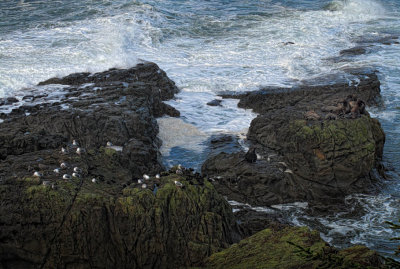 Seals and Birds - Oregon Coast