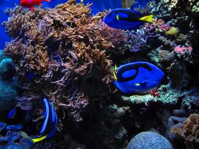 Aquarium - Monterey, California