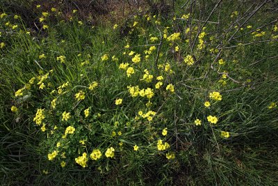 Spring Flowers - Montana De Oro State Park - California