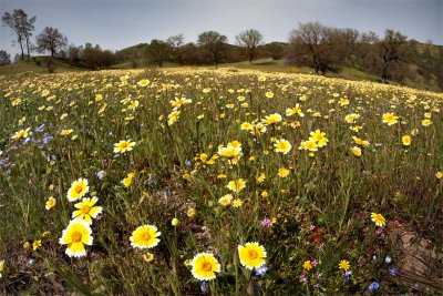 Spring Flowers Overview - Central California