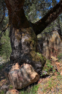 Oak and Rock - Hunter Legget - California