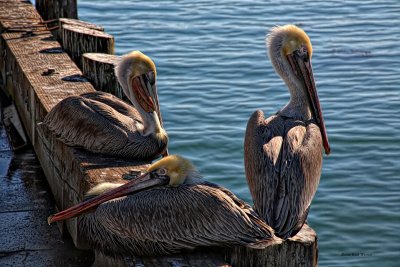 Pelicans - Port San Luis, California
