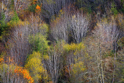 Trees - Smith River - Oregon