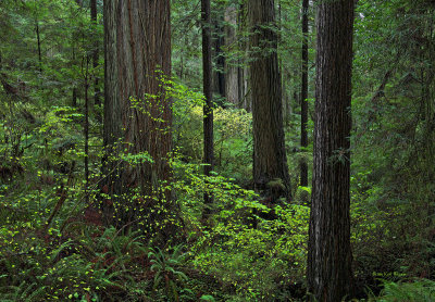 Prairie Creek Redwoods - California