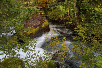 Through the Leaves - McKenzie River - Oregon