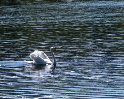 swan on pond