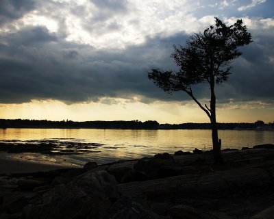 Odiorne tree