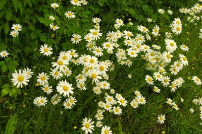 daisies