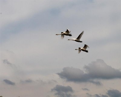 three swans a flying