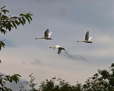 three more swans a flying