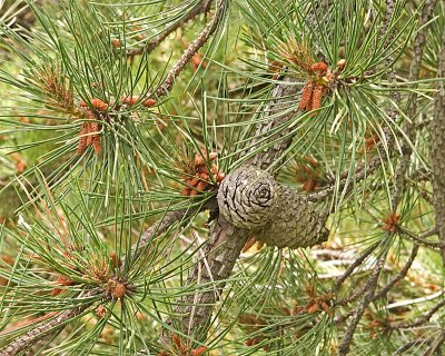 pine cones