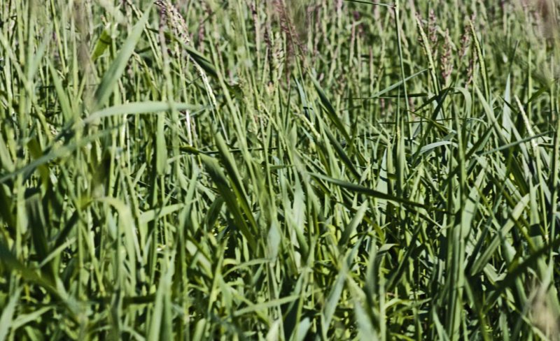 3203-Sedge-Wren-habitat