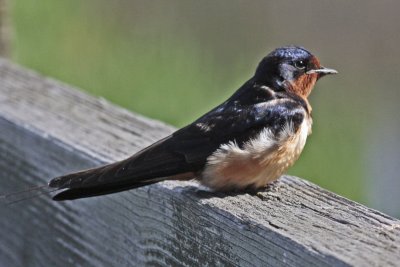 Beautiful Barn Swallow