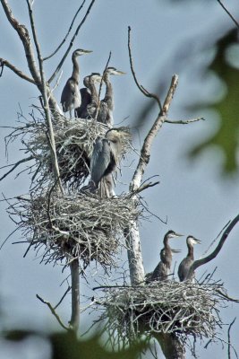 0866  GB Herons at Holland