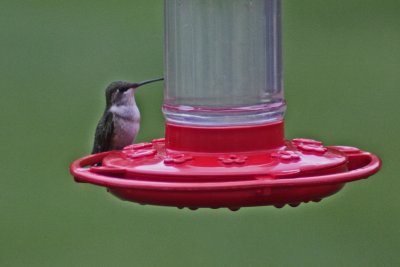 8575 Female Ruby-thoated Hummingbird