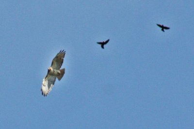 2957 Red-Tailed Hawk chased by  RWBB