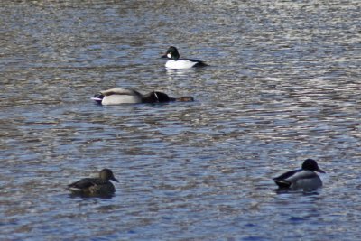 Mallard and Muskrat