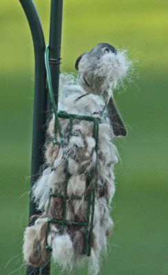 Santa Titmouse