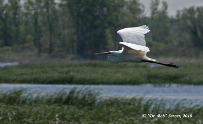 0665-Great-Egret-flying