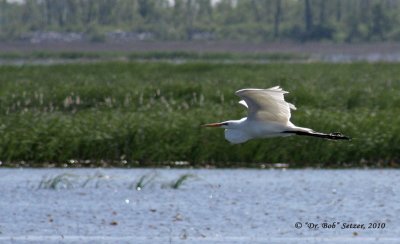 0672-Great-Egret-flying