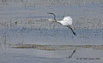 0691-Great-Egret-hovering