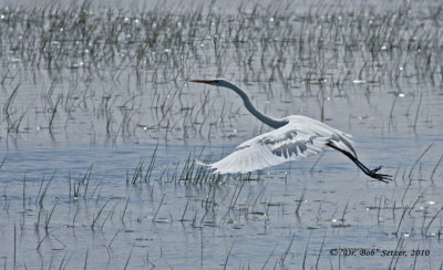 0694-Great-Egret-hovering
