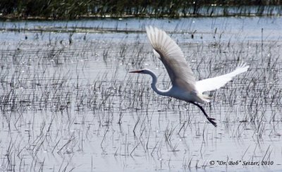 0697-Great-Egret-hovering