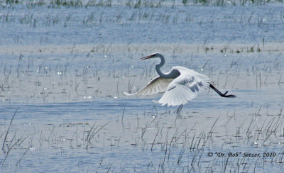 0700-Great-Egret-hovering