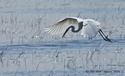 0701-Great-Egret-hovering