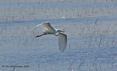 0702-Great-Egret-flying-away