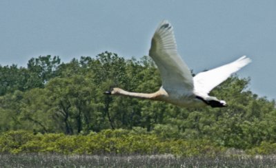 0726-Trumpter-Swan