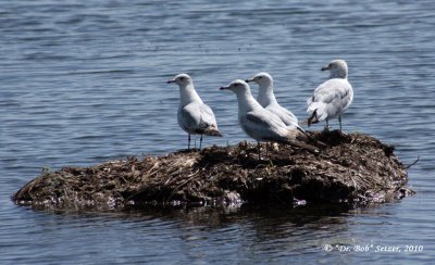 0621-Ring-billed-gulls