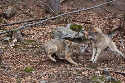 Loups - 4144