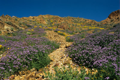 California Wildflowers