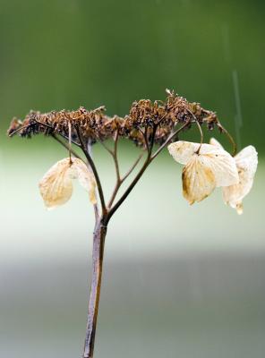 rain_plant.JPG